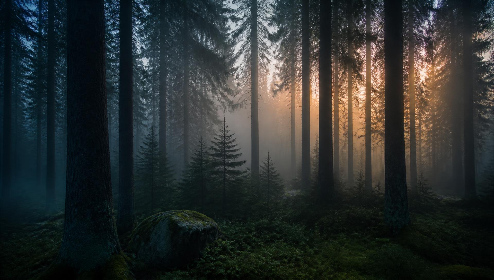 Dimmig granskog i gryningsljus